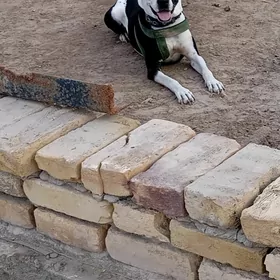 it pitbull