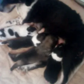 домашние животные