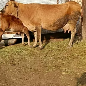 arginal tohum goleli sygyr