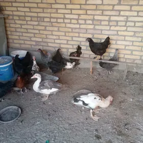товук хоразлар