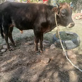 Göle/Okuzce