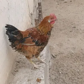 Хораз