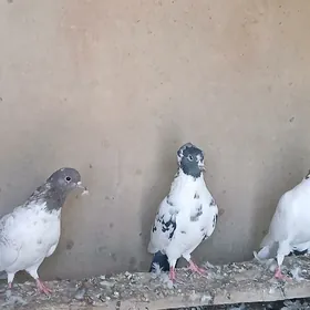 kepderi
