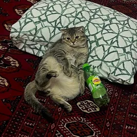 Кошка
