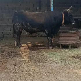 okuz 5 ýaşan