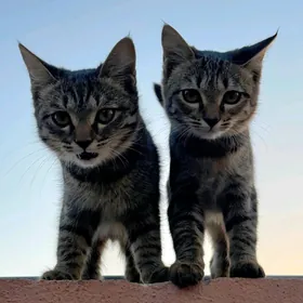 Pişijikler Кошки