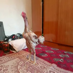 TAŞKENT HORAZ JÜJE