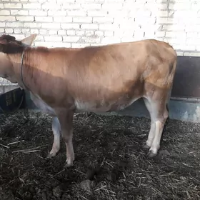 iki sany unajyn