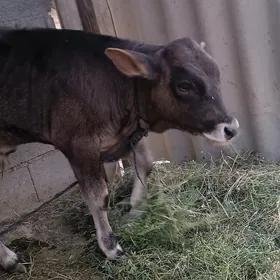 okuzçe