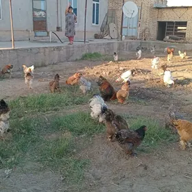 tovuk brama