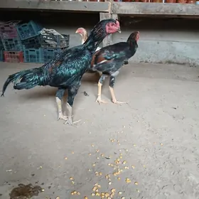horaz.