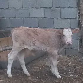 Okuzce