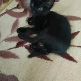 Котёнок