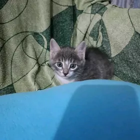 домашние котята