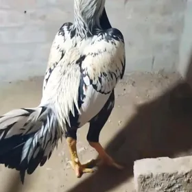 Ala Horaz