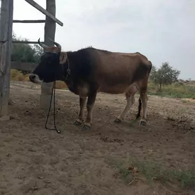 goleli sygyr