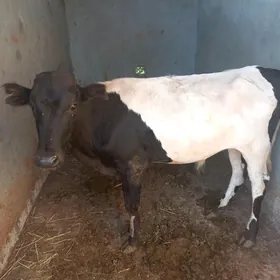öküz