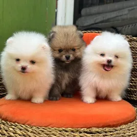 pomeranskiy spic шпиц мишка