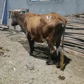 GYSYR  SYGYR