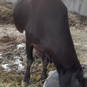 sygyr