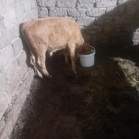 öküz  we tuwe