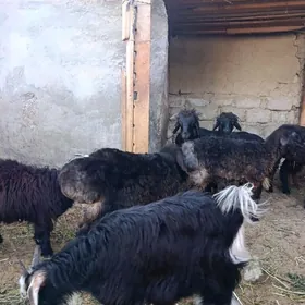 ÇEWİŞ