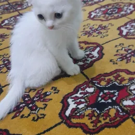 шотландская кошка парода