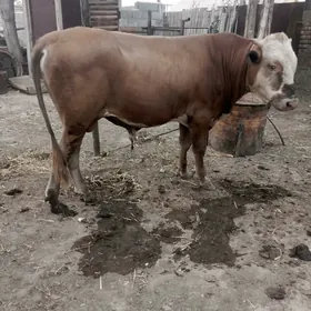 öküz