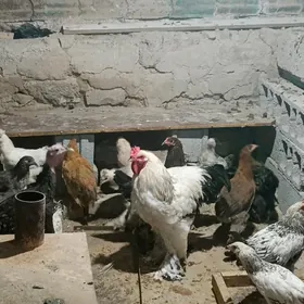 Brama Para