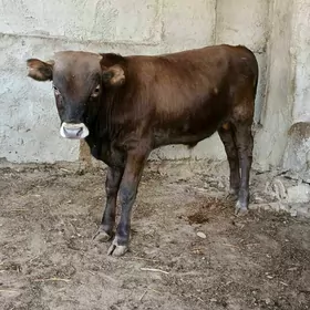 ÖKÜZ