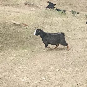 Gysyr geçi