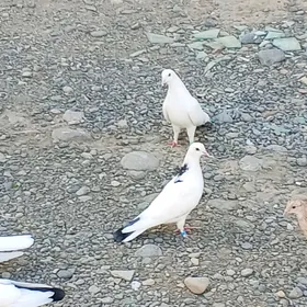 kepderi