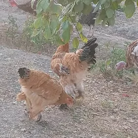 BRAMA