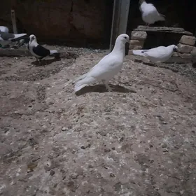 kepderi.