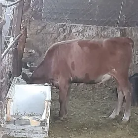 Tüwe