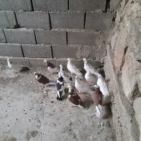 kepderi.