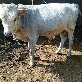 öküz