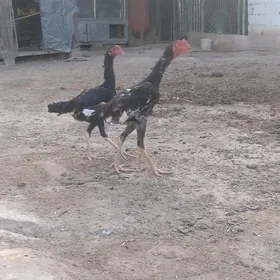 horaz taśkent jujen