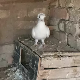 kepderi