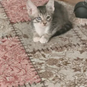 котенок