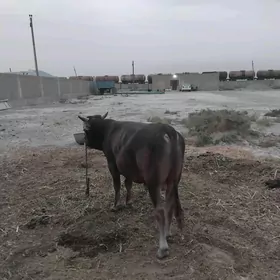 öküz