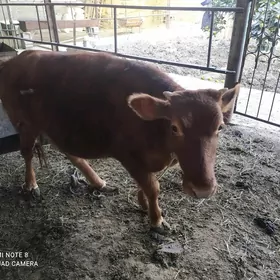 tüwe