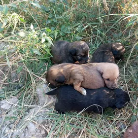 срочно в добрые руки