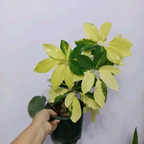 ШЕФЛЕРА ГОЛД