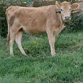 Gysyr 1guzlan Sygyr