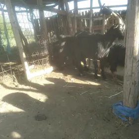geçı we teke