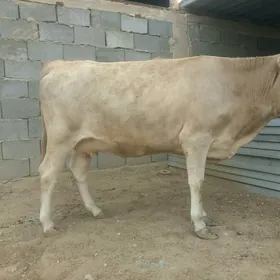 sygyr bakyda duron