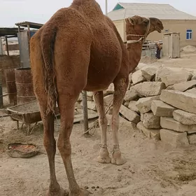 Düÿe