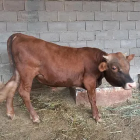Öküz