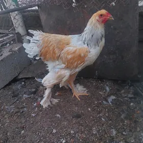 brama